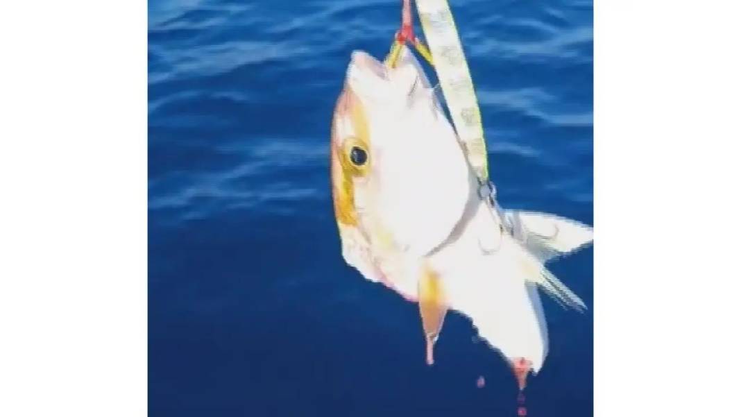 Hatay’da Köpek Balığı Paniği: Botu Batırabilir Diye Korktular! 5